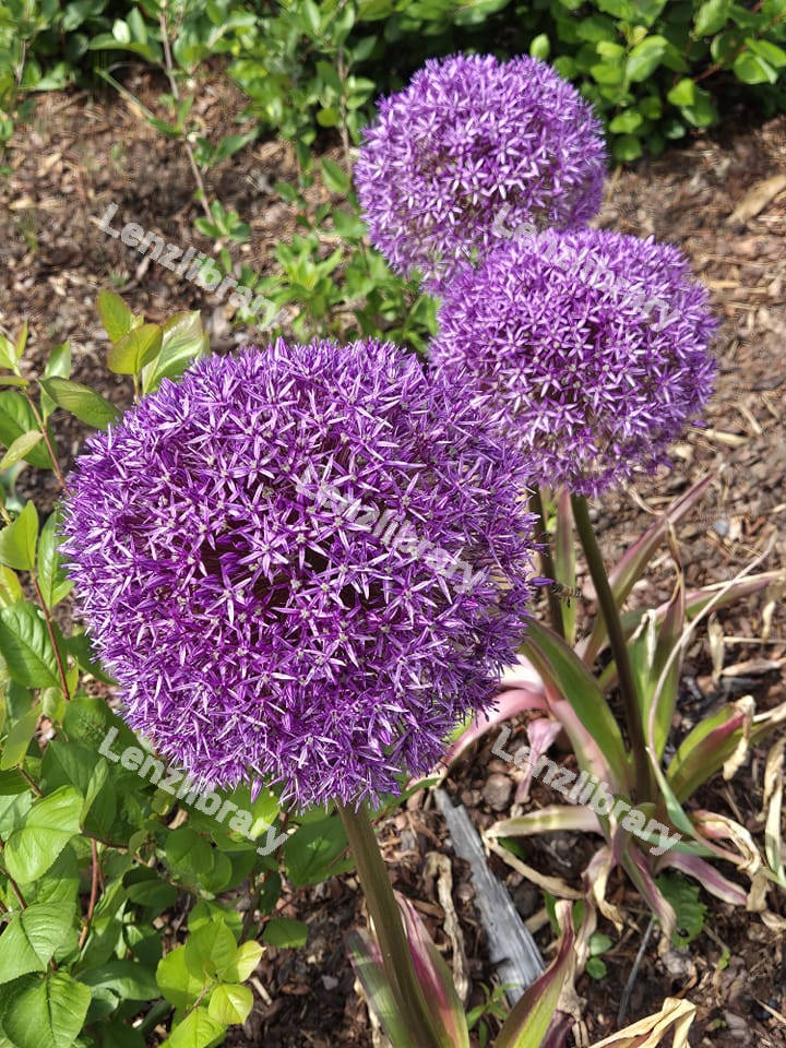 Three purple allium flowers